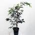 Ficus benjamina 'Midnight Beauty' (Weeping Fig) - 18cm pot